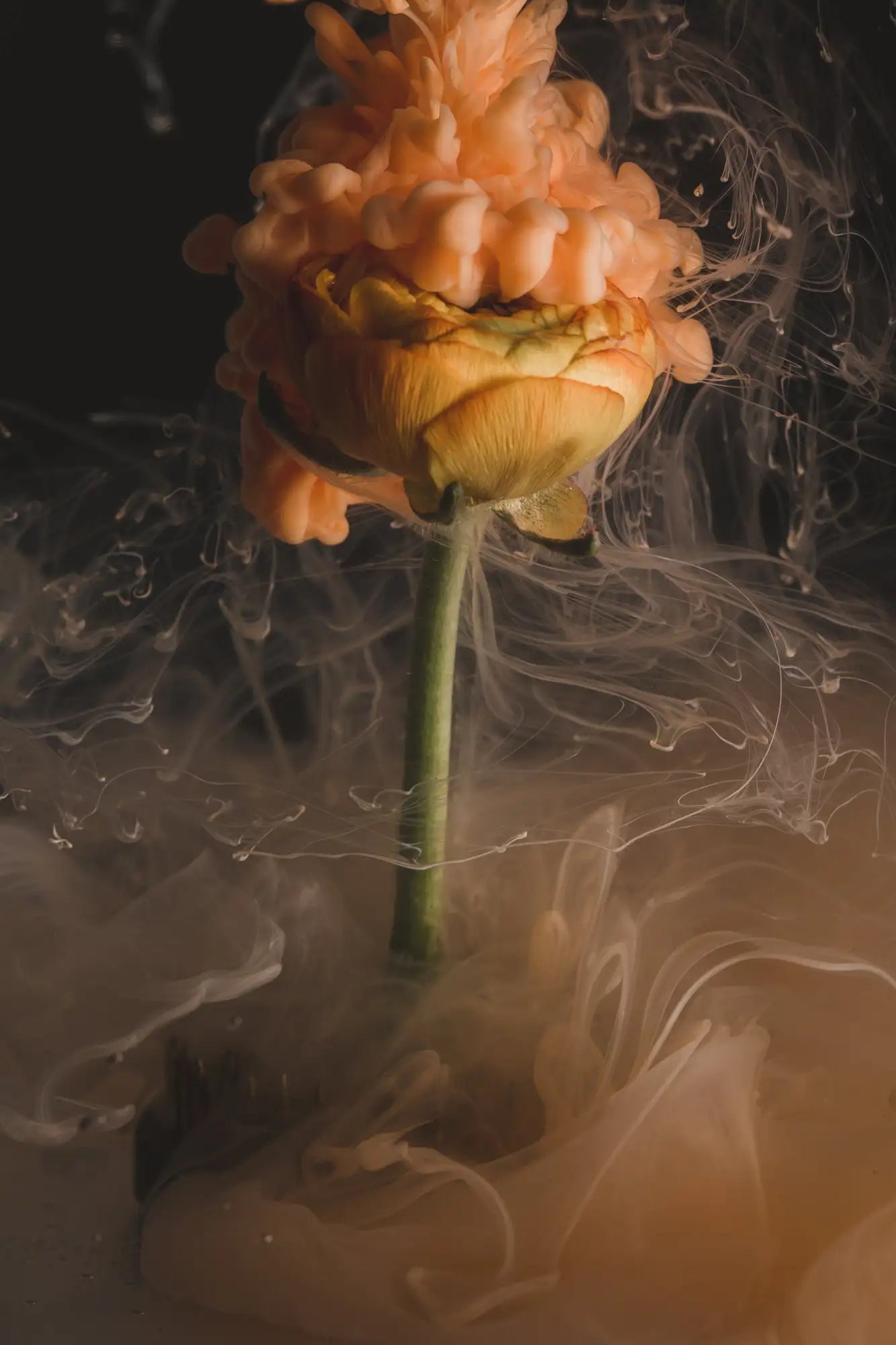 Peach-colored rose with green stem and leaves, floating in water.