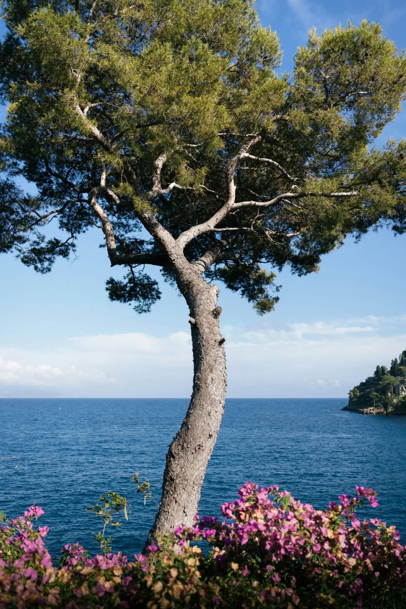 Pine tree with curved trunk and green foliage.